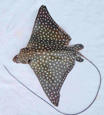 Spotted eagle ray