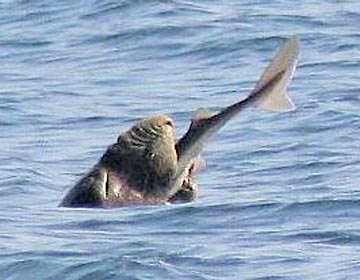 Sea lion eating at Los Cabos