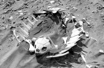 Sea turtle graveyard at Magdalena Bay 3