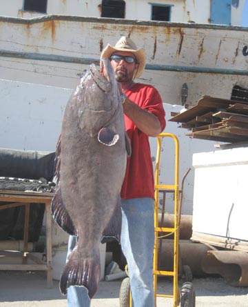 Gulf grouper at Rocky Point 2