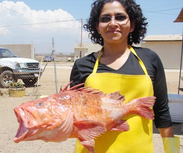 Cowcod caught at San Quintin, Mexico