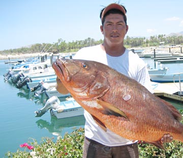 Dog snapper caught at San Jose del Cabo