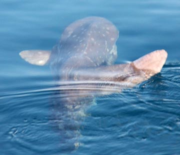 Mola mola seen at East Cape 1