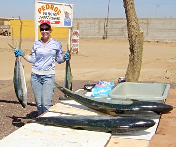 Yellowtail caught at San Quintin