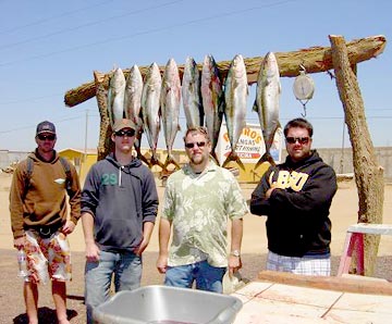 Yellowtail caught at Bahia de los Angeles