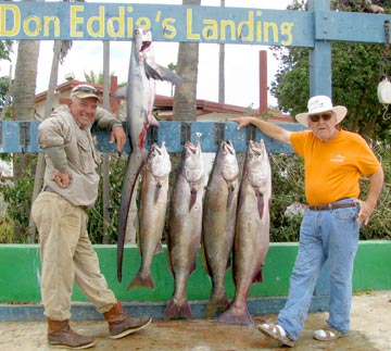 White seabass caught at San Quintin