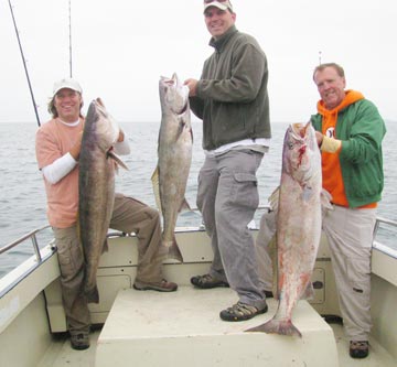 White seabass caught at San Quintin