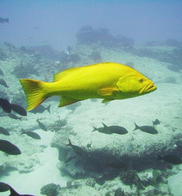 Golden grouper at Cabo Pulmo