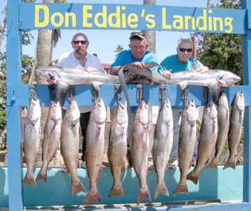 Thresher shark and white seabass caught at San Quintin