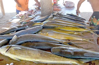 San Jose del Cabo (Los Cabos), Mexico 1