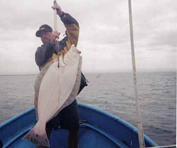 San Quintin halibut