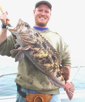 Lingcod