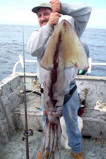 Humboldt squid