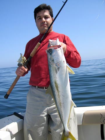 Yellowtail caught at San Quintin, Mexico